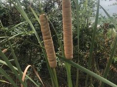 -广富林郊野公园