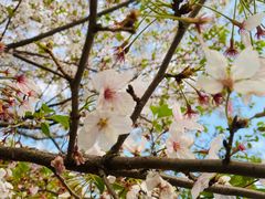 -高东镇樱花园