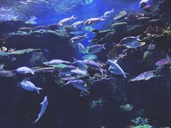 -暹罗海洋世界