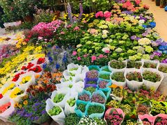 -双季花艺园艺市场(浦东店)