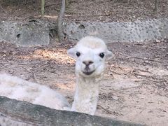 -清迈夜间动物园