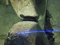 -东方巨龟苑景区