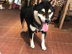 -柴犬高等学院·狗咖·柴犬售卖·宠物训练