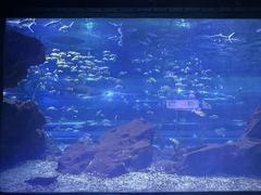 -海合安武汉极地海洋公园