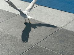 -海埂大坝