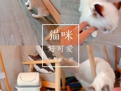 -猫十亿·布偶金渐层·曼基康矮脚猫舍(青年路店)