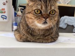 -纳吉亚猫专科动物医院博雅分院