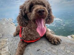 -阳台山自然风景区