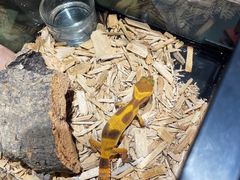 -帕帕拉兹宠物(亚洲旗舰店)