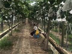 -马陆小张葡萄园农家乐