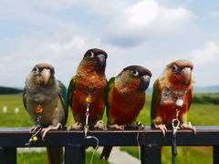 -塞罕坝国家级自然保护区