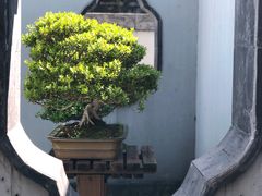 -扬州大运河文化旅游度假区·盆景园