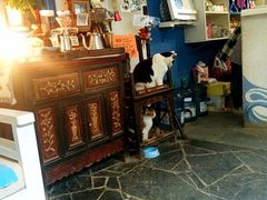 -Anne猫窝咖啡屋