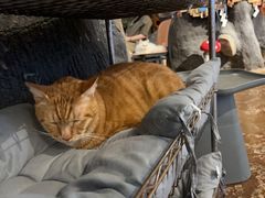 -猫猫幼稚园·撸猫·桌游·电玩
