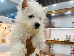 -翊宠yipet猫狗购宠庄园