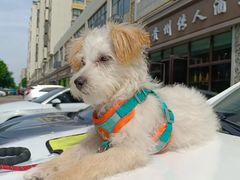 -佳怡动物医院·平价24小时·猫专科骨外科