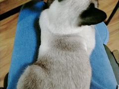 -猫爪屋猫咖(乐汇城店)