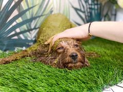 -BABYDOG宝贝狗宠物乐园(欧洲城店)