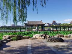 -莲花池公园