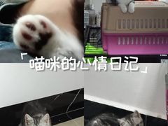 -lincat·猫舍(广州店)