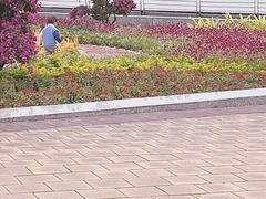 -野狸岛