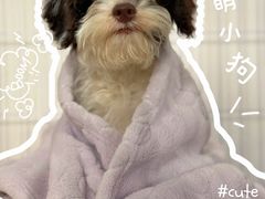 -帕帕拉兹宠物(亚洲旗舰店)