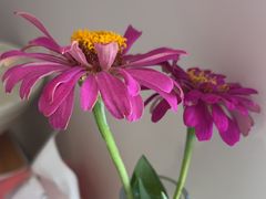 -七的湖·晚芳亭·阳澄湖农家菜·大闸蟹(莲花岛店)
