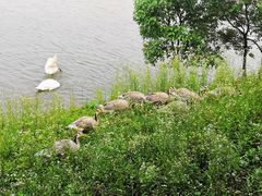 -艾溪湖湿地公园