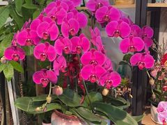 -FEI FEI FLOWER鲜花店·气球派对·宝宝宴布置(虹口德必运动Loft店)