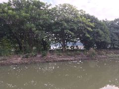 -大湾区中央湿地公园