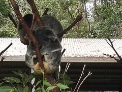 -可伦宾野生动物保护区