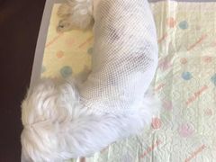 -喜洋洋宠物医院(震川路总店)