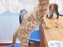 -猫小院猫主题咖啡厅(北锣店)