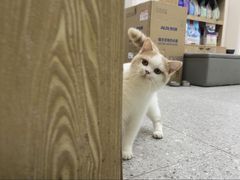 -四月宠物医院·猫专科·心脏专科·内科(转塘店)