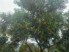 -梧桐山风景名胜区