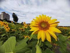 -黑龙江省森林植物园