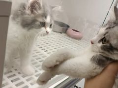 -lincat·猫舍(广州店)