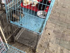 -中环花鸟鱼虫市场