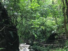 -莫里热带雨林景区