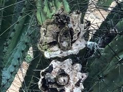 -东莞植物园