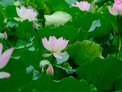 -荔湾湖公园