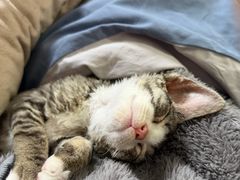 -欣宠猫屋·矮脚拿破仑·蓝金金渐层
