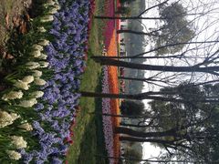 上海鲜花港-上海鲜花港