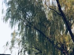 -后海公园