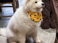 -more than meow吴止猫主题餐厅(承德 中船汇店)