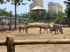 -大连森林动物园