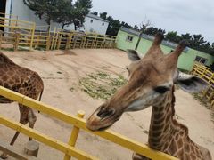 -西霞口神雕山野生动物世界