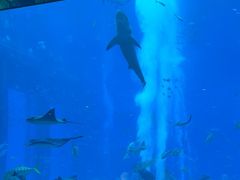 -亚特兰蒂斯•OSSIANO奥西亚诺海底餐厅
