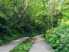 景点-五营红松林海景区