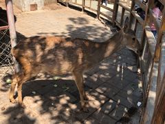 -北京鹿世界主题园